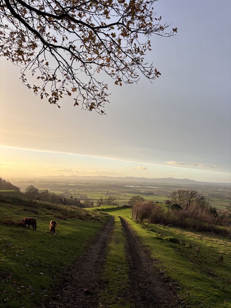 Golden retriever dogs on a grassy hillside dirt path with a scenic view of rolling hills and valley under a sunset sky, with autumn foliage in the top frame.